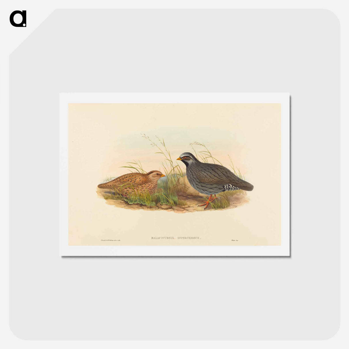 アートポストカード-Mountain Quail
 - ジョン グールド Postcard.