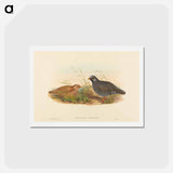 アートポストカード-Mountain Quail
 - ジョン グールド Postcard.