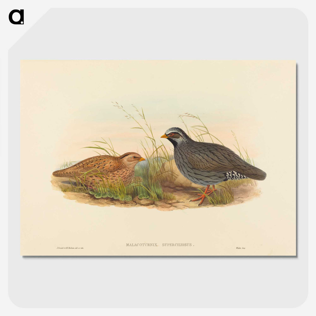 2-74_John-Gould_picture-crop