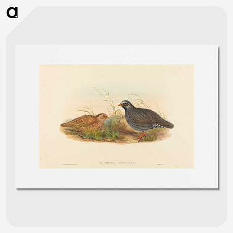 2-74_John-Gould_picture