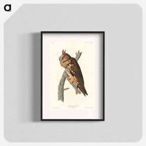 アートポスター-Long-Eared Owl
 - ジョン ジェームス オーデュボン Poster.