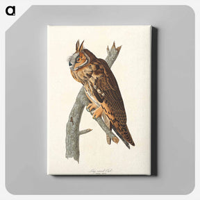 アートパネル-Long-Eared Owl
 - ジョン ジェームス オーデュボン Canvas.