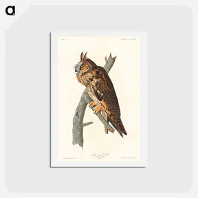 アートポストカード-Long-Eared Owl
 - ジョン ジェームス オーデュボン Postcard.