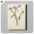 2-74_Maria-Sibylla-Merian_canvas