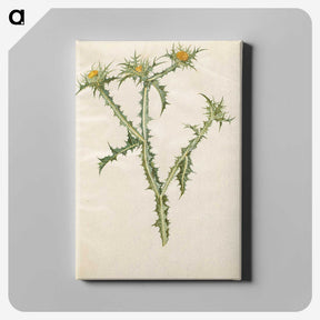 2-74_Maria-Sibylla-Merian_canvas