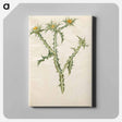 アートパネル-Spanish Golden Thistle
 - マリア ジビーラ メーリアン Canvas.