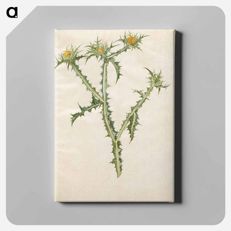 アートパネル-Spanish Golden Thistle
 - マリア ジビーラ メーリアン Canvas.