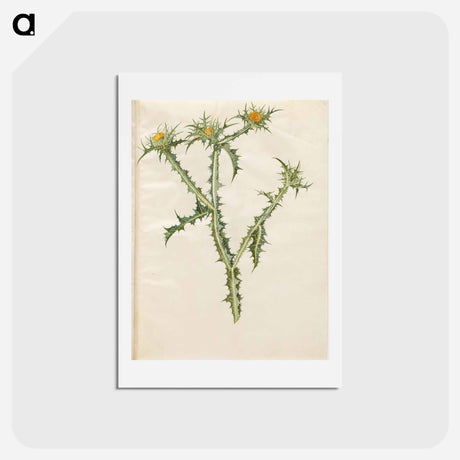 アートポストカード-Spanish Golden Thistle
 - マリア ジビーラ メーリアン Postcard.