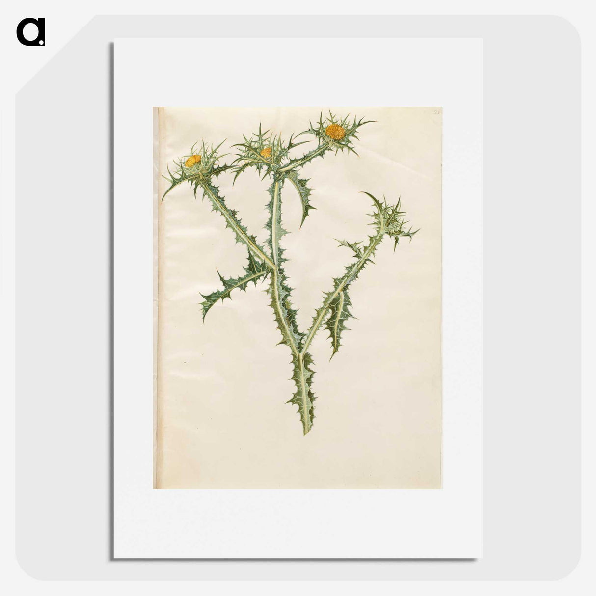 2-74_Maria-Sibylla-Merian_picture