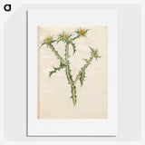 2-74_Maria-Sibylla-Merian_picture