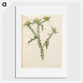 2-74_Maria-Sibylla-Merian_picture
