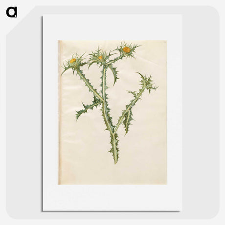 2-74_Maria-Sibylla-Merian_picture