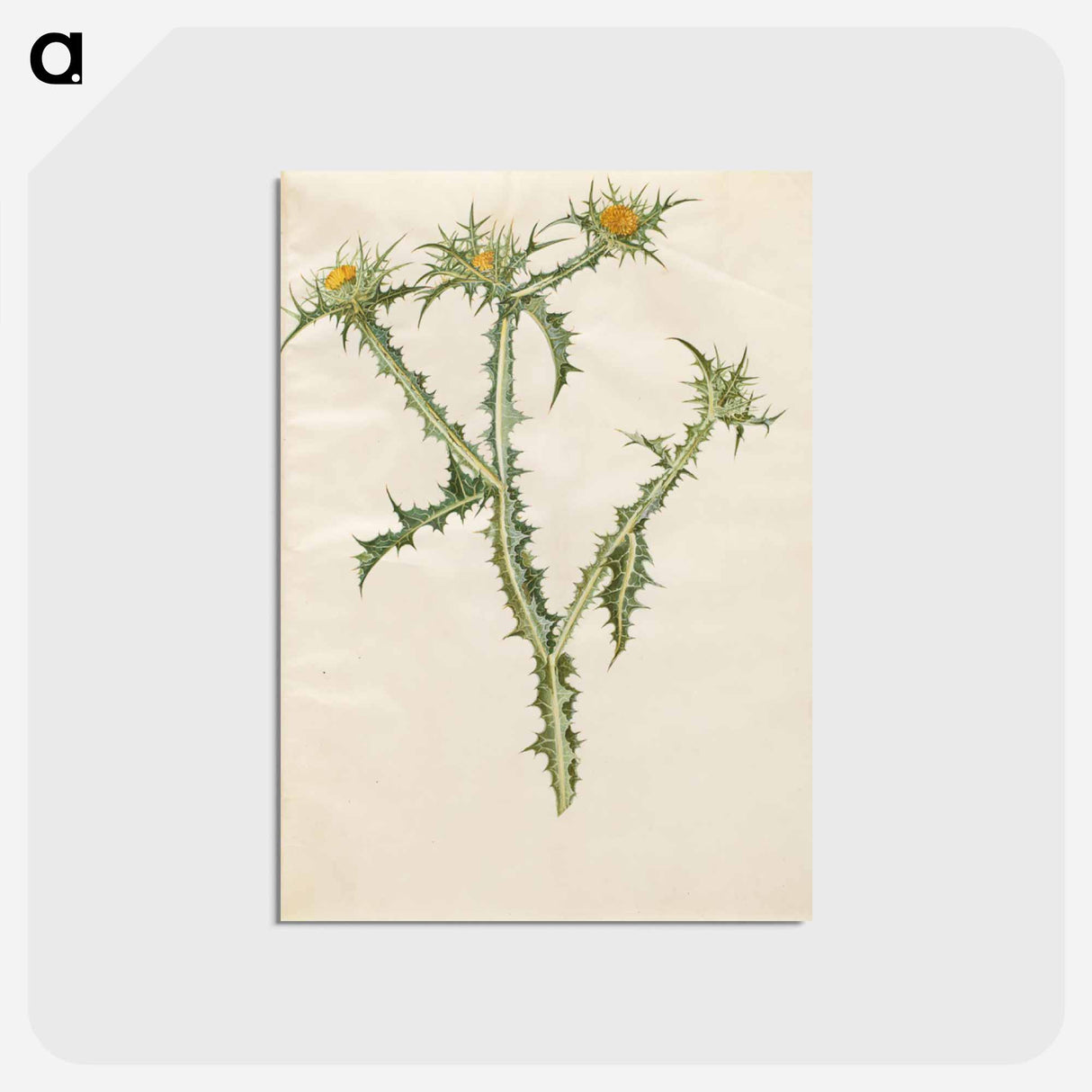 アートポストカード-Spanish Golden Thistle
 - マリア ジビーラ メーリアン Postcard.