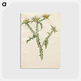 アートポストカード-Spanish Golden Thistle
 - マリア ジビーラ メーリアン Postcard.