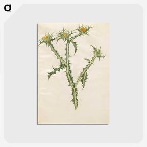 2-74_Maria-Sibylla-Merian_postcard