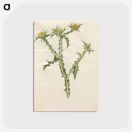 アートポストカード-Spanish Golden Thistle
 - マリア ジビーラ メーリアン Postcard.