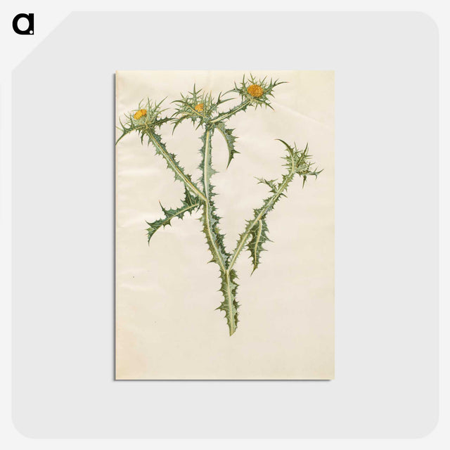 2-74_Maria-Sibylla-Merian_postcard