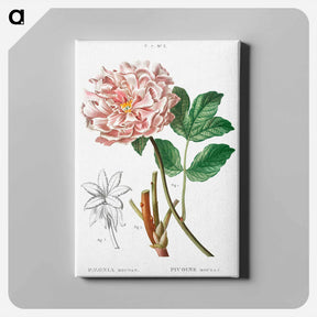 アートパネル-Moutan peony - ピエール ジョゼフ ルドゥーテ Canvas.