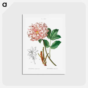 アートポストカード-Moutan peony - ピエール ジョゼフ ルドゥーテ Postcard.