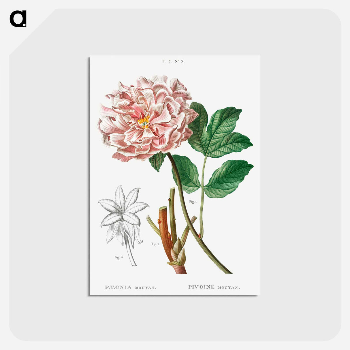 アートポストカード-Moutan peony - ピエール ジョゼフ ルドゥーテ Postcard.