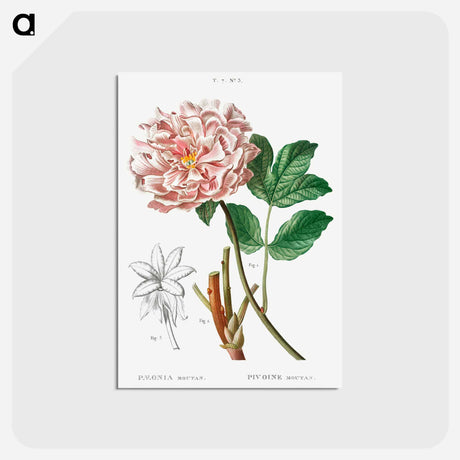 アートポストカード-Moutan peony - ピエール ジョゼフ ルドゥーテ Postcard.