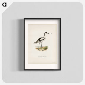 アートポスター-Pied Avocet
 - スヴェンスカ フォグラル Poster.