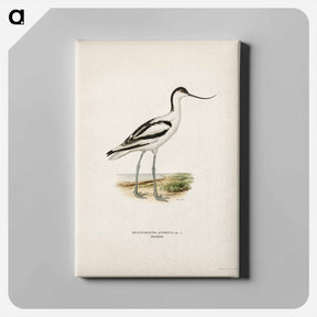 アートパネル-Pied Avocet
 - スヴェンスカ フォグラル Canvas.