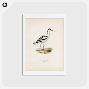 アートポストカード-Pied Avocet
 - スヴェンスカ フォグラル Postcard.