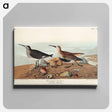 アートパネル-Red backed Sandpiper from Birds of America
 - アメリカの鳥たち Canvas.