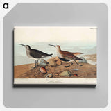 アートパネル-Red backed Sandpiper from Birds of America
 - アメリカの鳥たち Canvas.