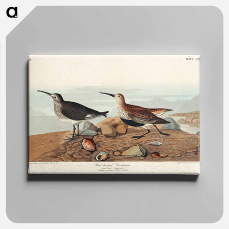 アートパネル-Red backed Sandpiper from Birds of America
 - アメリカの鳥たち Canvas.