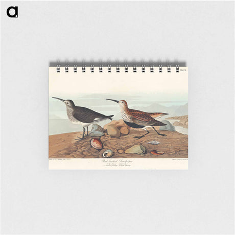 アートメモ帳-Red backed Sandpiper from Birds of America
 - アメリカの鳥たち Memo.