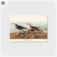 アートポストカード-Red backed Sandpiper from Birds of America
 - アメリカの鳥たち Postcard.