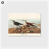 アートポストカード-Red backed Sandpiper from Birds of America
 - アメリカの鳥たち Postcard.
