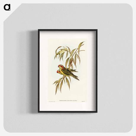 アートポスター-Musky Lorikeet
 - オーストラリアの鳥 Poster.
