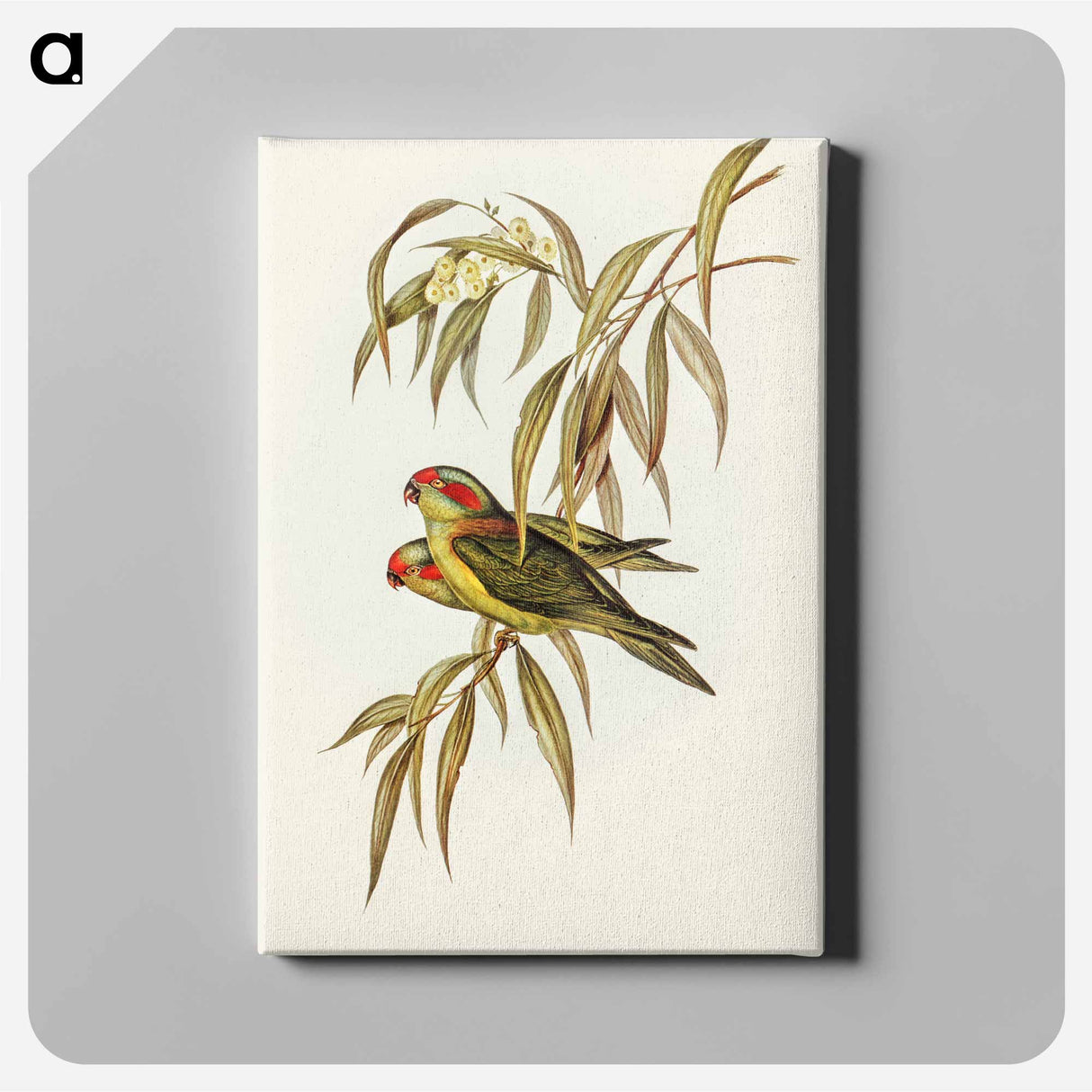 Musky Lorikeet
 - オーストラリアの鳥 Canvas.