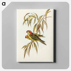 アートパネル-Musky Lorikeet
 - オーストラリアの鳥 Canvas.