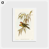 アートポストカード-Musky Lorikeet
 - オーストラリアの鳥 Postcard.