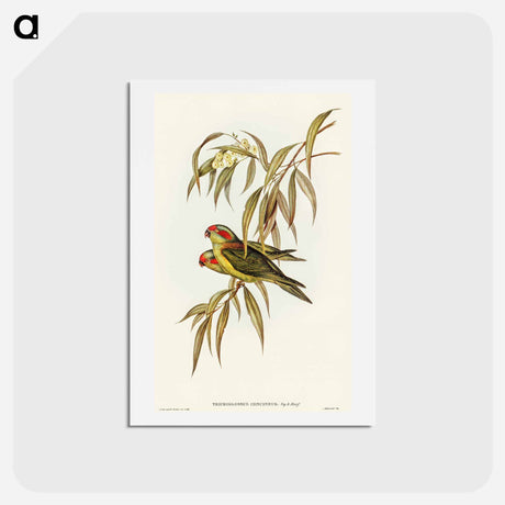 アートポストカード-Musky Lorikeet
 - オーストラリアの鳥 Postcard.