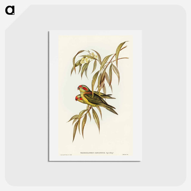 アートポストカード-Musky Lorikeet
 - オーストラリアの鳥 Postcard.