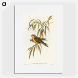 Musky Lorikeet
 - オーストラリアの鳥 Poster.