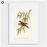 アートポスター-Musky Lorikeet
 - オーストラリアの鳥 Poster.