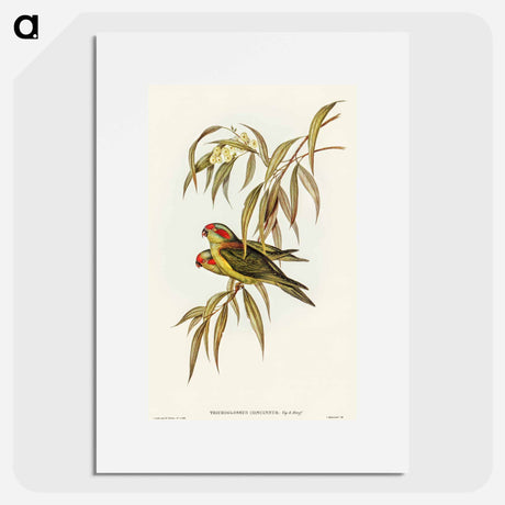 アートポスター-Musky Lorikeet
 - オーストラリアの鳥 Poster.