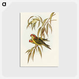 アートポストカード-Musky Lorikeet
 - オーストラリアの鳥 Postcard.