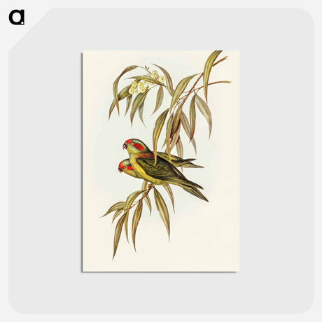 アートポストカード-Musky Lorikeet
 - オーストラリアの鳥 Postcard.