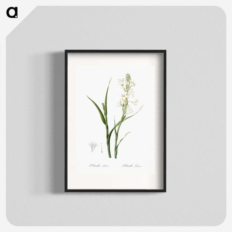 2-74_The-Lilies_blk
