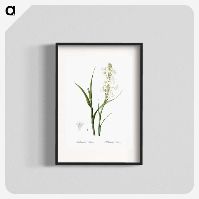 2-74_The-Lilies_blk