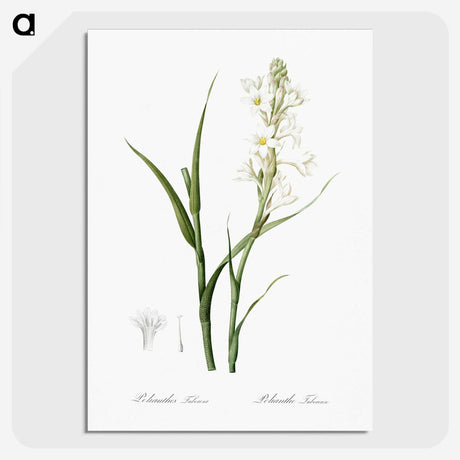 2-74_The-Lilies_picture-crop