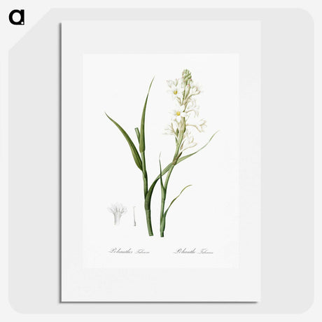 2-74_The-Lilies_picture