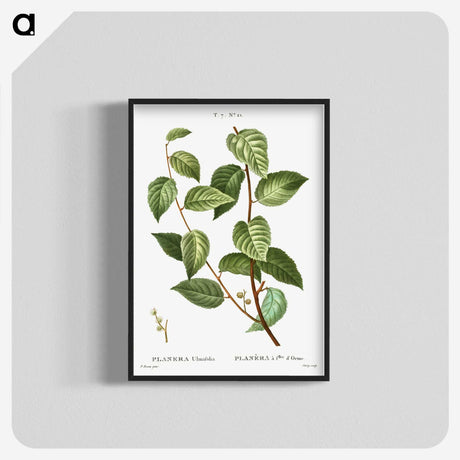 2-74_Treatise-on-Trees-and-Shrubs_blk-crop